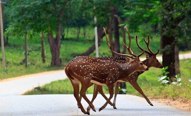 Top-10-Best-Places-For-Wildlife-Tours-In-South-India